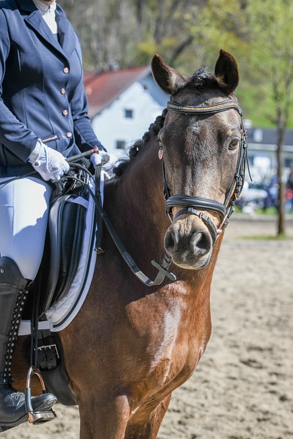 年的加沙战 年的加沙战